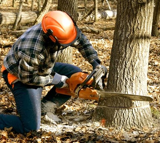 Tree Removal in Belmont, MS